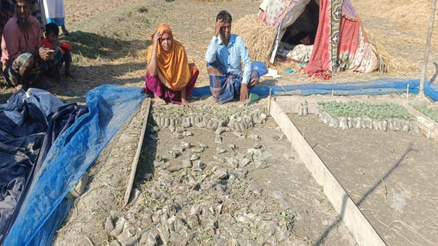 তরমুজ চারা নষ্ট করে কৃষকের সাথে এ কেমন শত্রুতা।