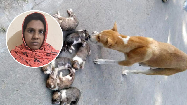 ৮ কুকুর ছানা হত্যার ঘটনায় মামলা, সরকারি কর্মকর্তার স্ত্রী গ্রেপ্তার